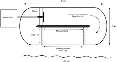 Interactive effects of temperature and velocity on the feeding behavior of competing native and invasive stream fishes